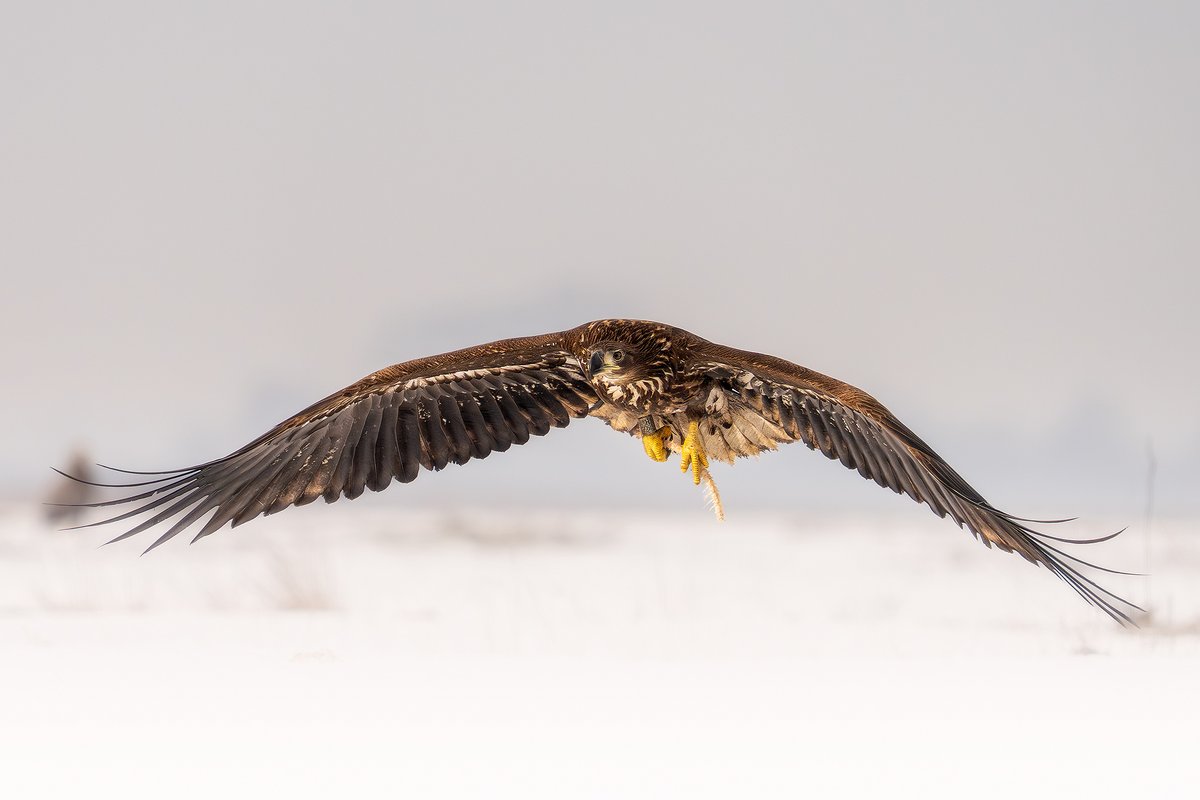 Igor Gorg tweet media