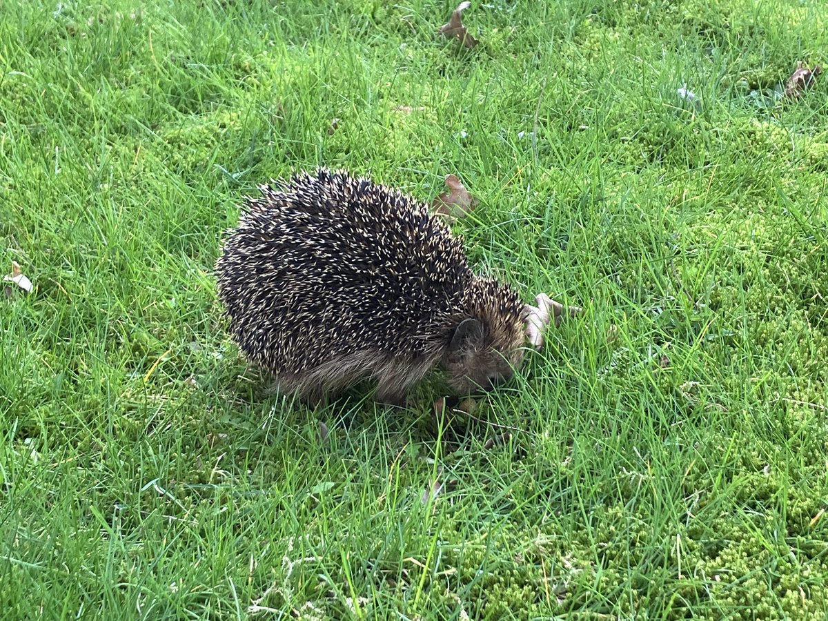 Crowfangs tweet media