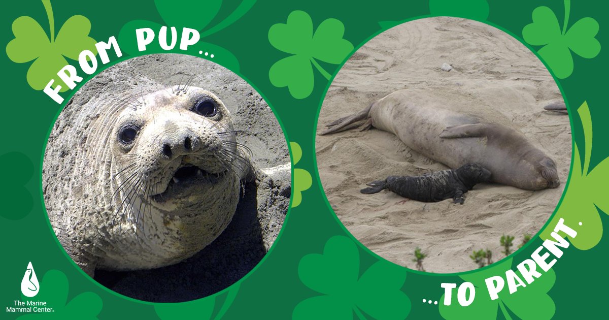 The Marine Mammal Center tweet media