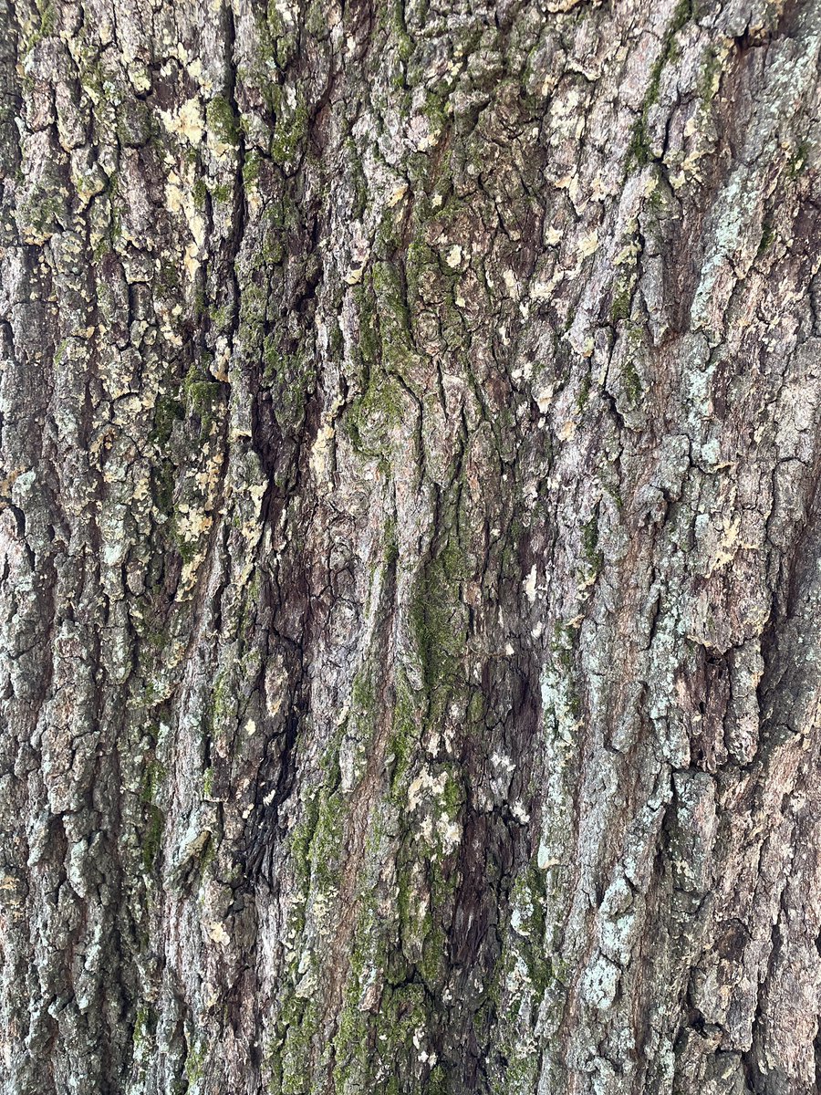 Jonathan tweet media