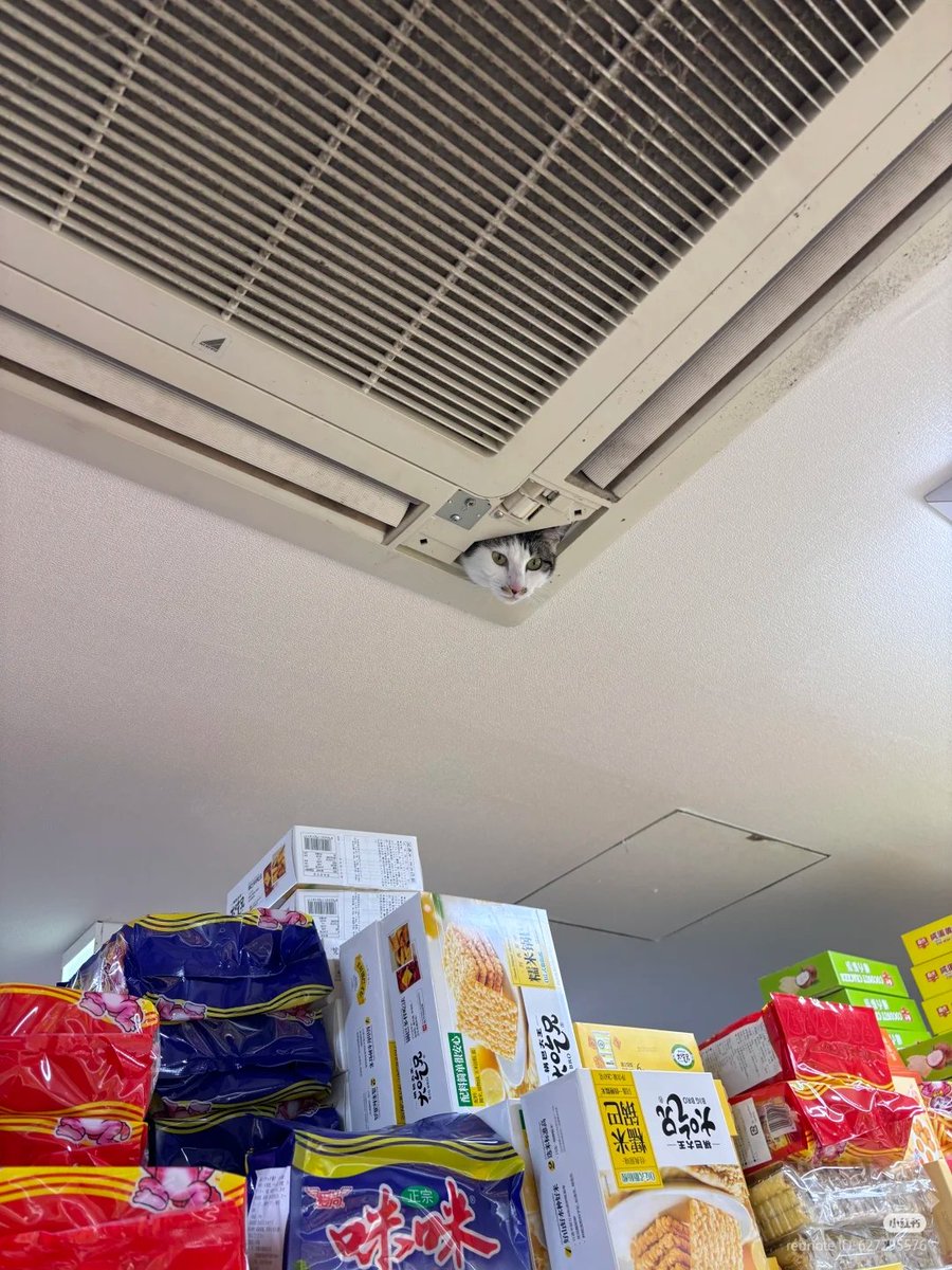 No Context Cats tweet media