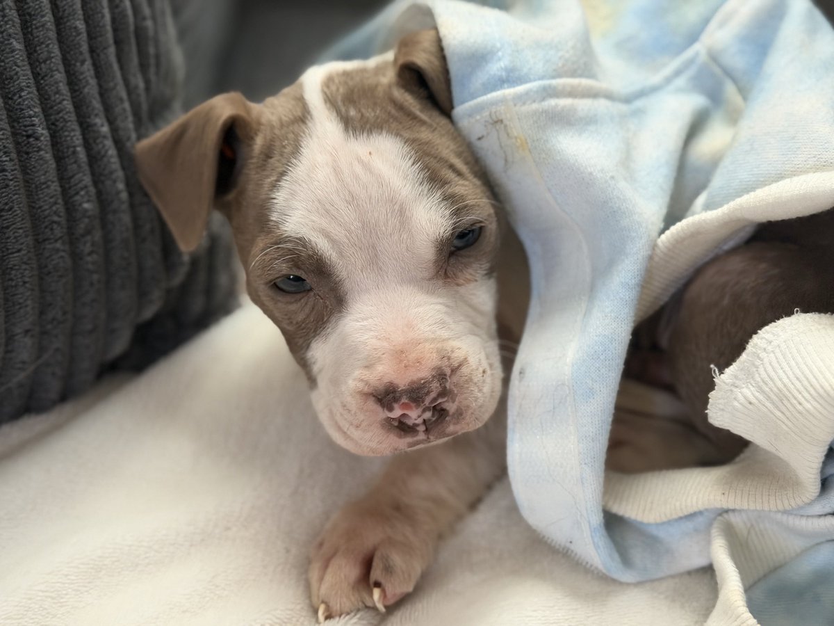 Gray ✨ PirateGray tweet media