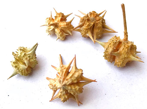 Daniel Williams tweet media