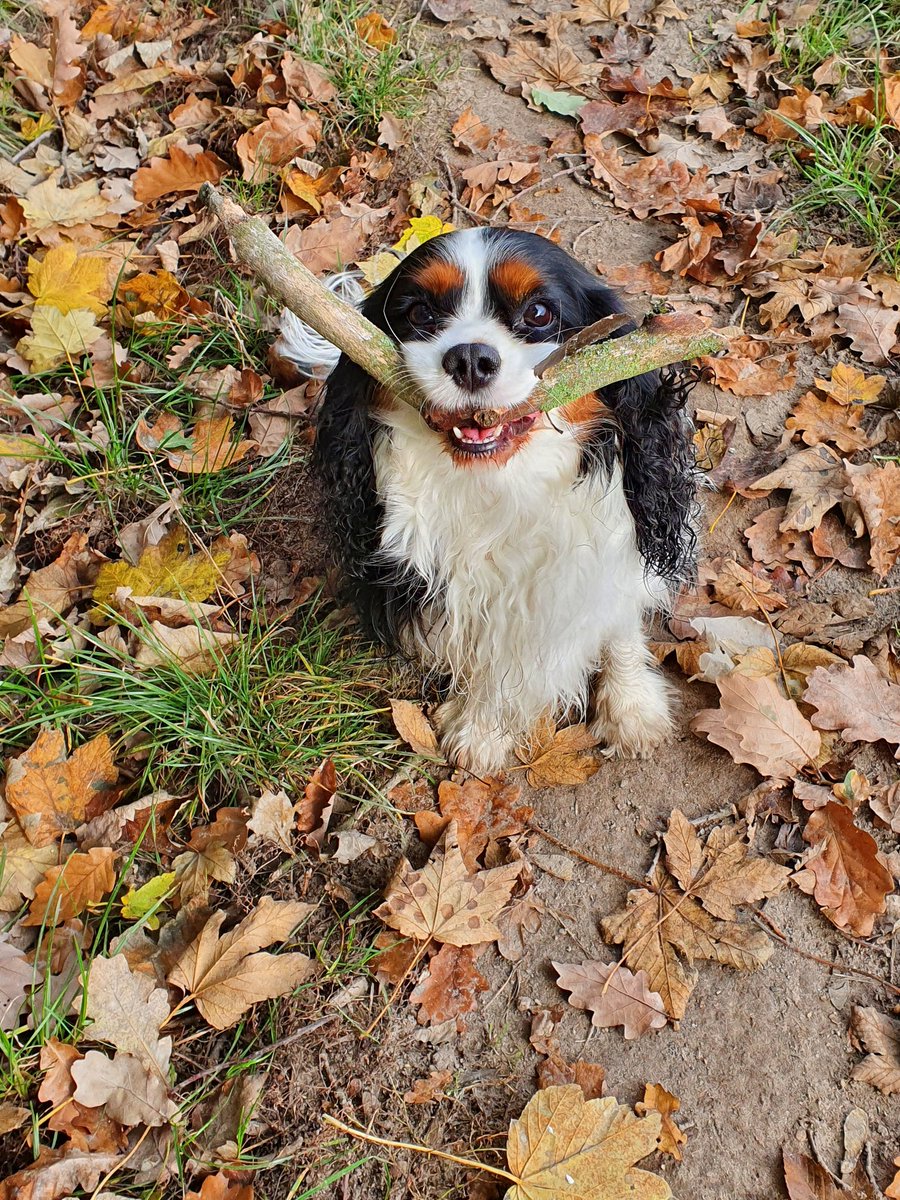 Piott ⚽️ | ☄️🌶️ tweet media