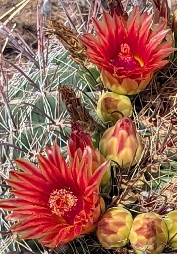 Rattlesnake Matty tweet media