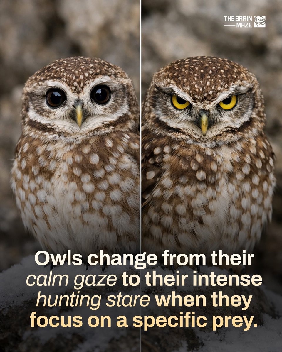 Sandra Swart tweet media