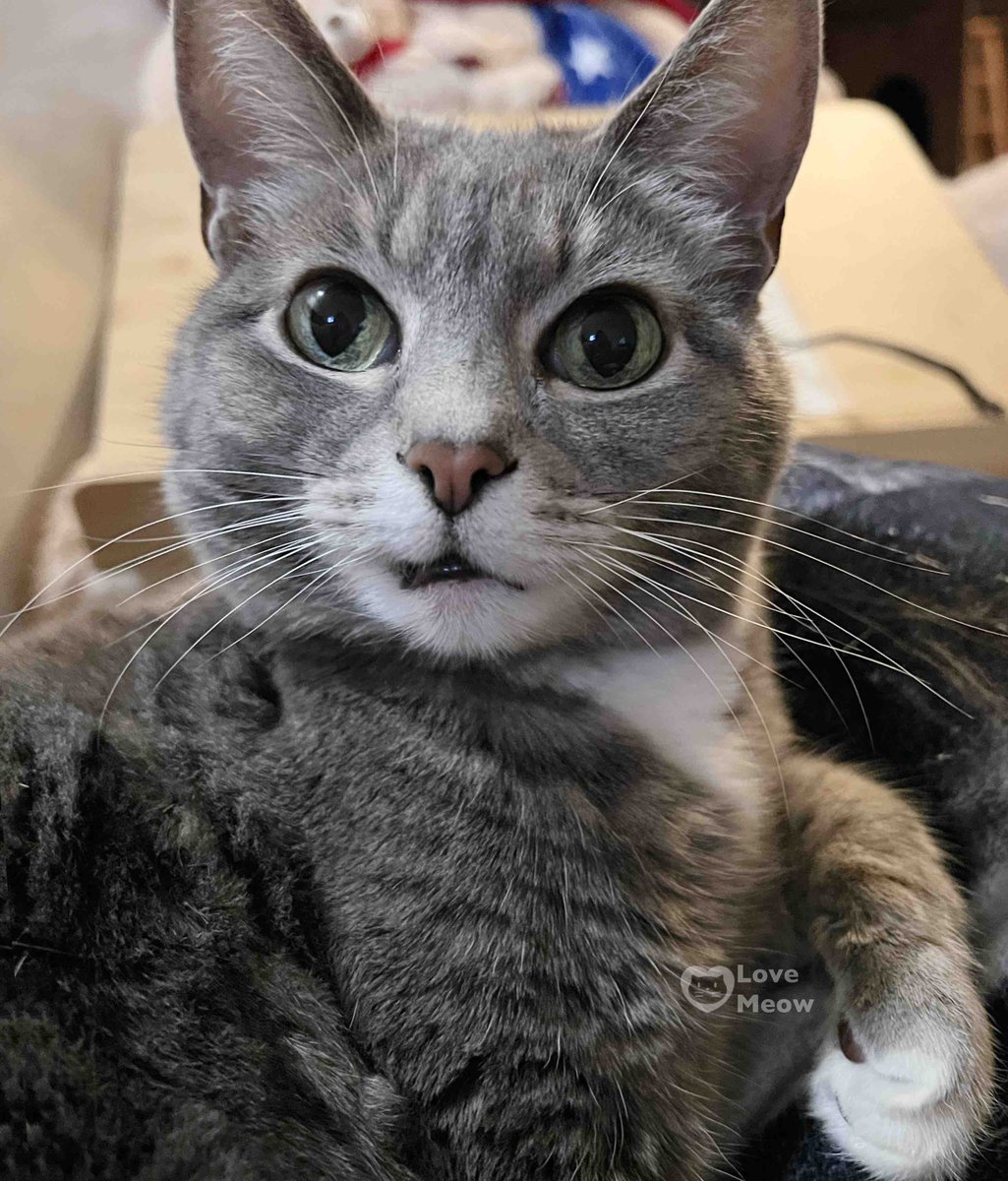 Love Meow tweet media