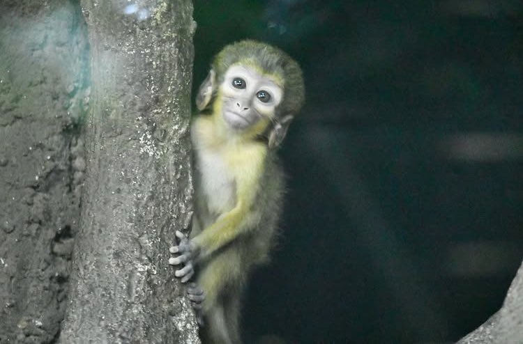 Petit Monki tweet media