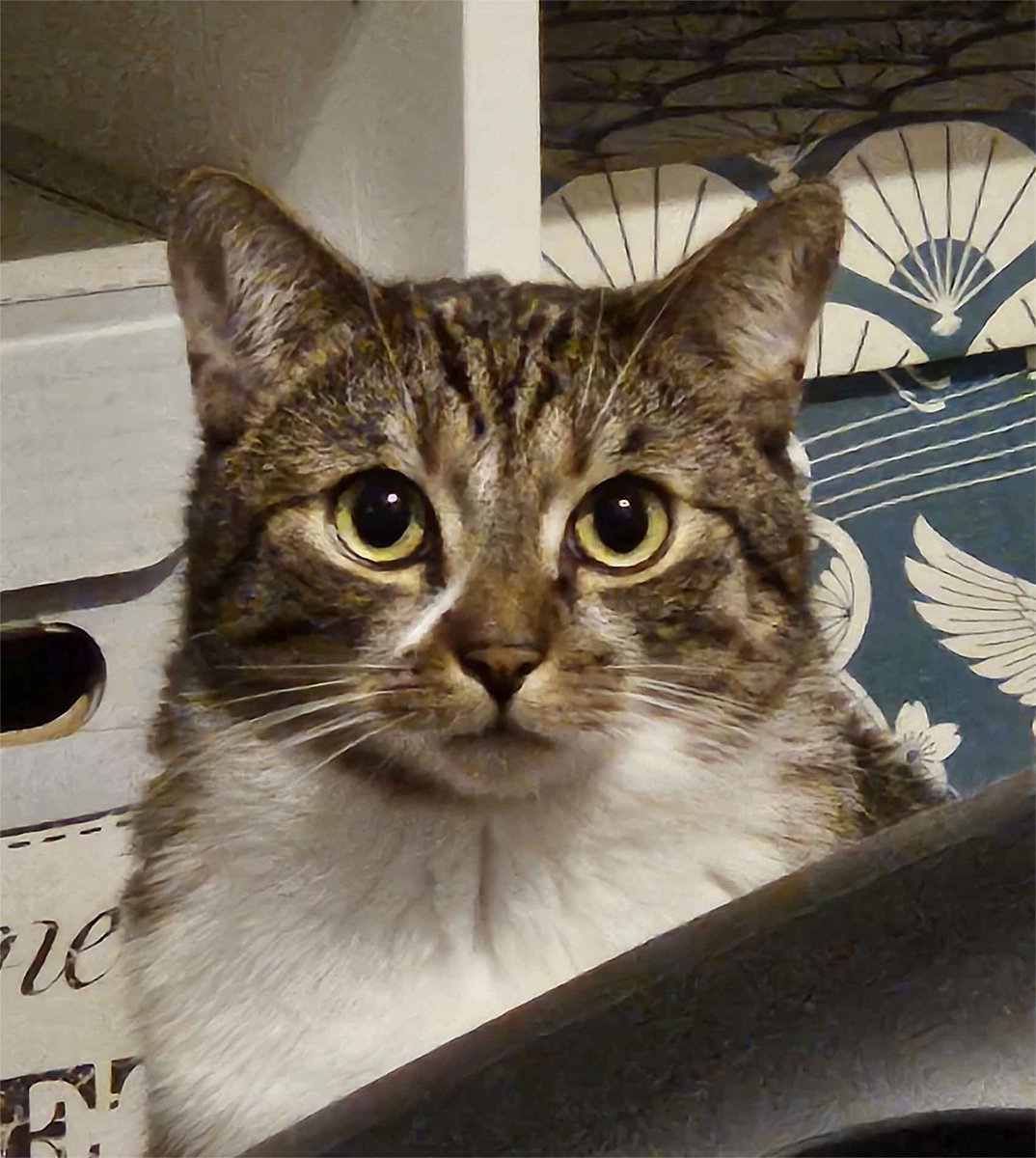 Ketsuuri tweet media