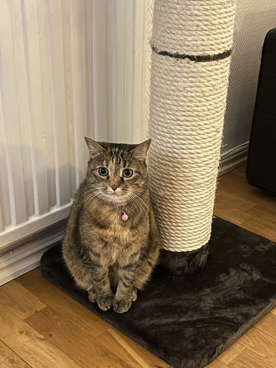 SmolTonkaT's tweet photo. The Gabe 🐈 https://t.co/StTQqdqDuC