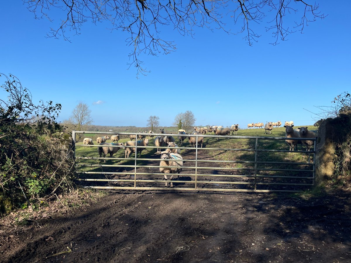 MichaelJecks's tweet image. Sadly, the hounds had to stay indoors after a short hobble; I, on the other hand, had a good seven mile wander in the sun. Gorgeous weather, beautiful views, a lovely day out and about! #walking #countryside #views #countryliving #authorlife