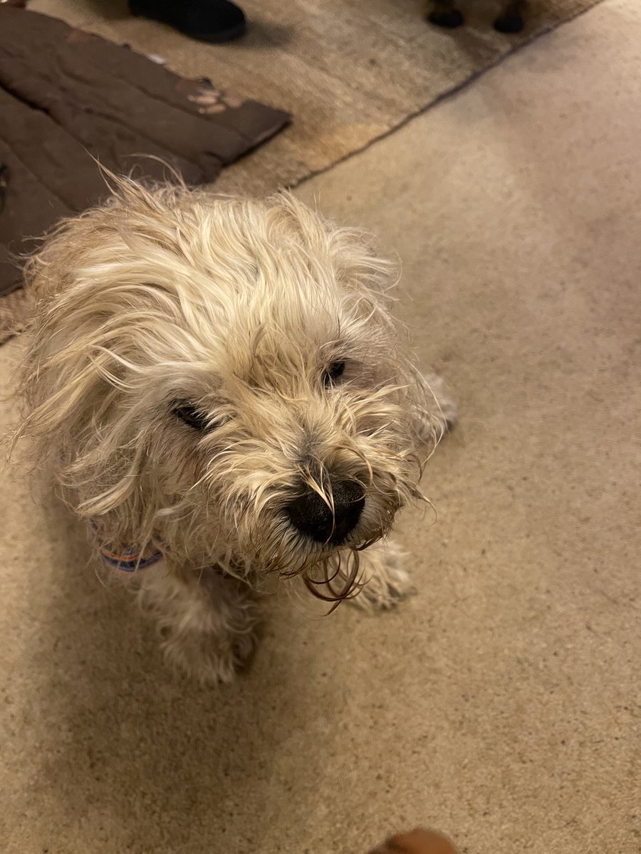 Lord Alfred’s Diary tweet media