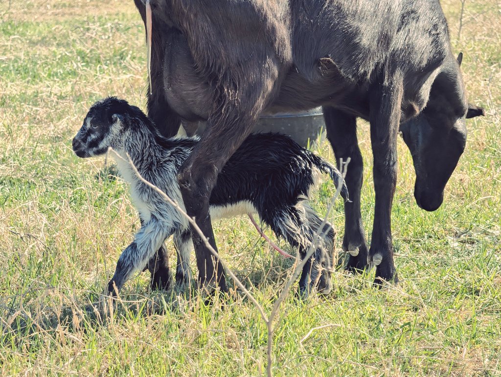 Texas Gray Man tweet media