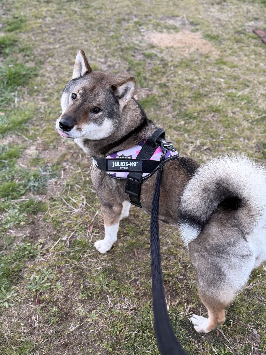 kichitada tweet media