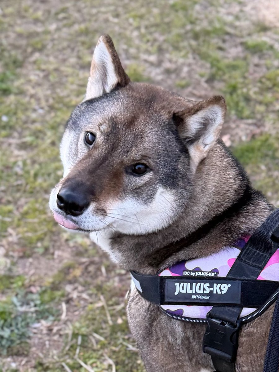 kichitada tweet media