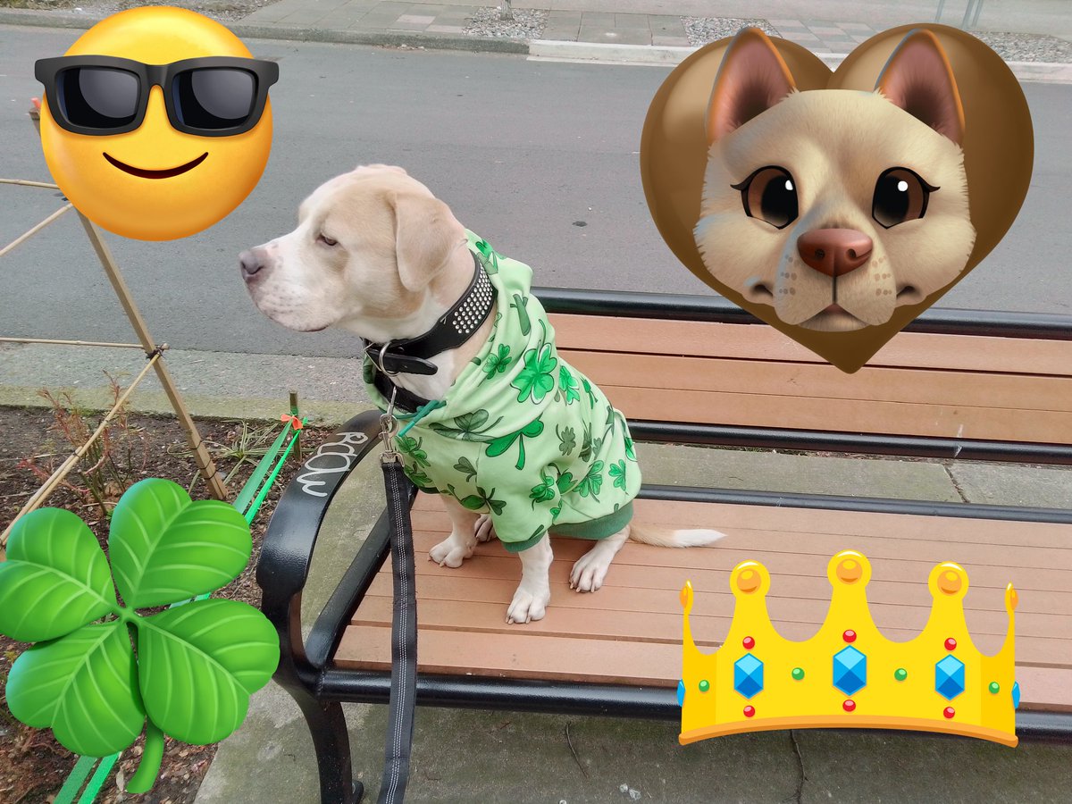 LebrockTony's tweet photo. πππΎJoey's ShadeThrowΒ‘πΎ
π€ππ€π€ππΆππ€π€ππ€
#dogattitude #pittieparent
#dogsday #pittrageous #dogx
#pitipiti #dogsoftwitter #petx
#petlife #dogking #rednose
#MadamRiley #joey #stpaddy https://t.co/h0NtaRoZB4