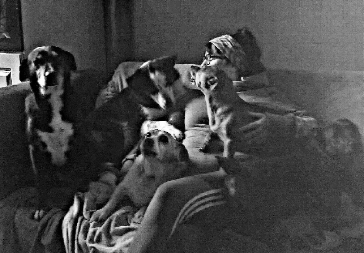 catlowry54's tweet image. No chance of holding a cuppa in this house! Dogs have a rule: empty hands are for holding them ❤️ #rescues