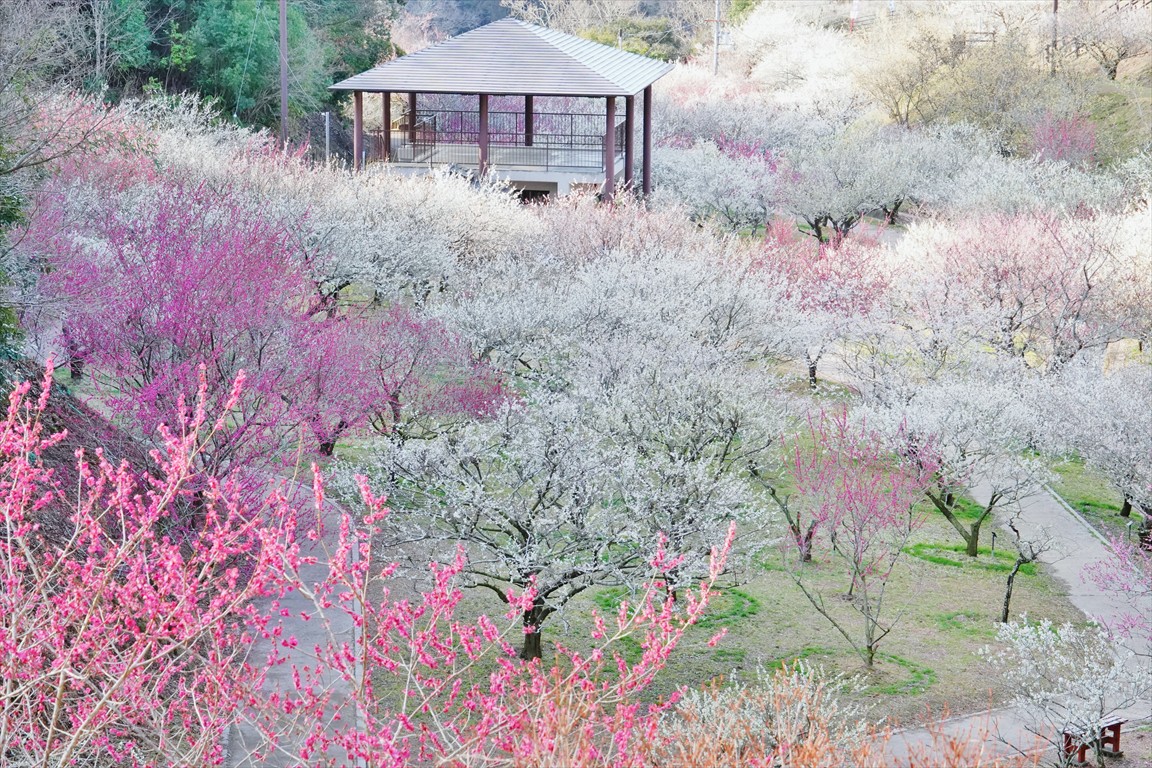おはようございます
月ヶ瀬梅渓
昨日の枝垂れ梅もそうですが今年は花の付きが悪く
花が少なく感じてしまい
寂しい感じでした
そのため
ふんわり撮ってます
 #梅  #梅園  #月ヶ瀬梅渓