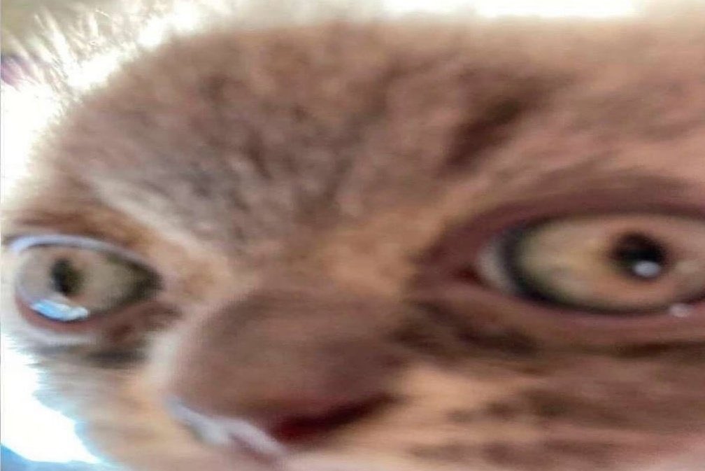 Megan Nyvold tweet media