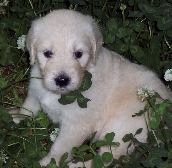 St patricks day,,,, time to go out,, nn play in the clovers,,