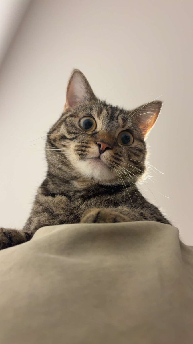 ʳᶻⁿ ɐu︎ı̣lǝs︎ ༒ tweet media