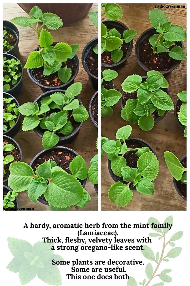 radiogreenman's tweet photo. So many names to this variety of mint. Never mind what the original name is, it's a good plant to have. Don't worry, it's not hard to grow. I can grow it so you bet you can! π Took just a single stem from a buddy & now have to grow some for my neighbours too! #nicegift https://t.co/hcMlvIsEVQ