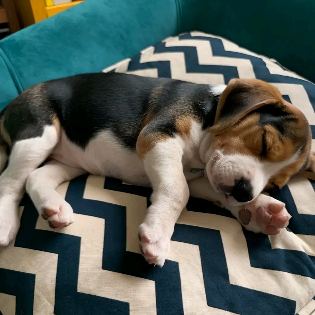 beagle_lover tweet media