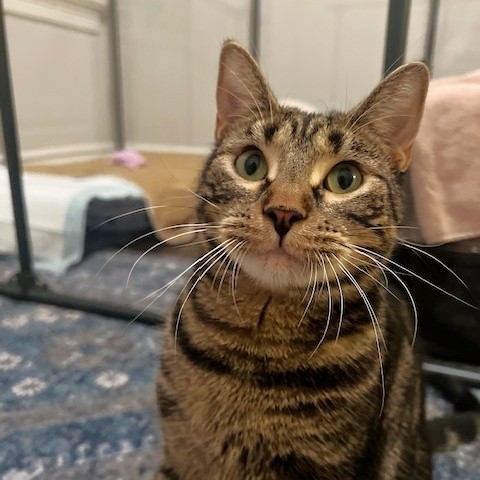 Tree House Humane Society tweet media