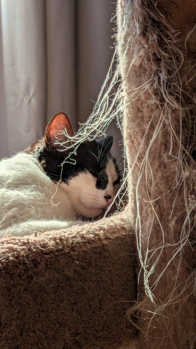 ★Ruby_Knox★ tweet media