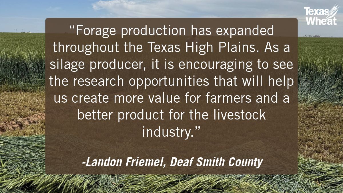 Texas Wheat tweet media