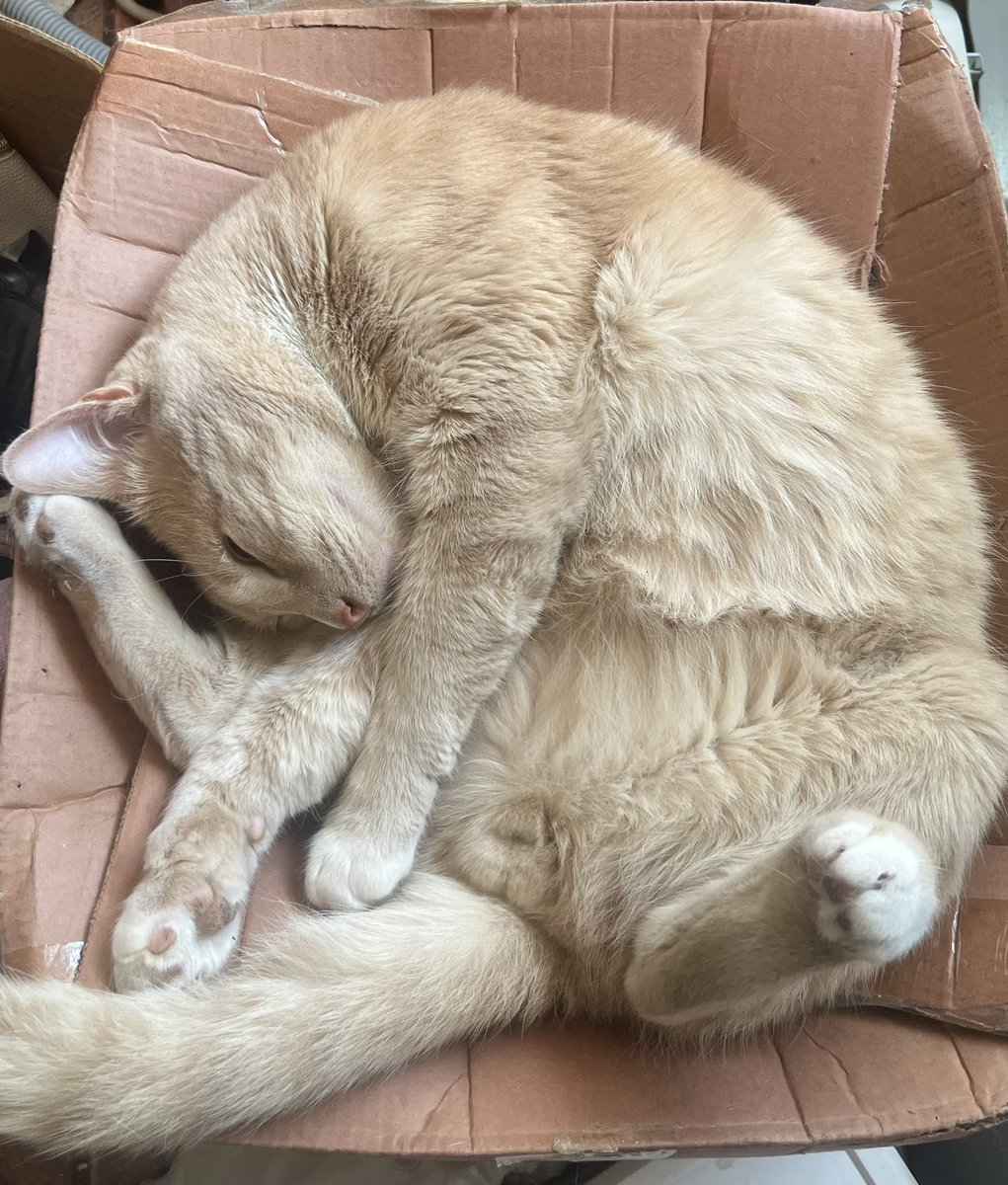 Cancrine Bibliophile tweet media