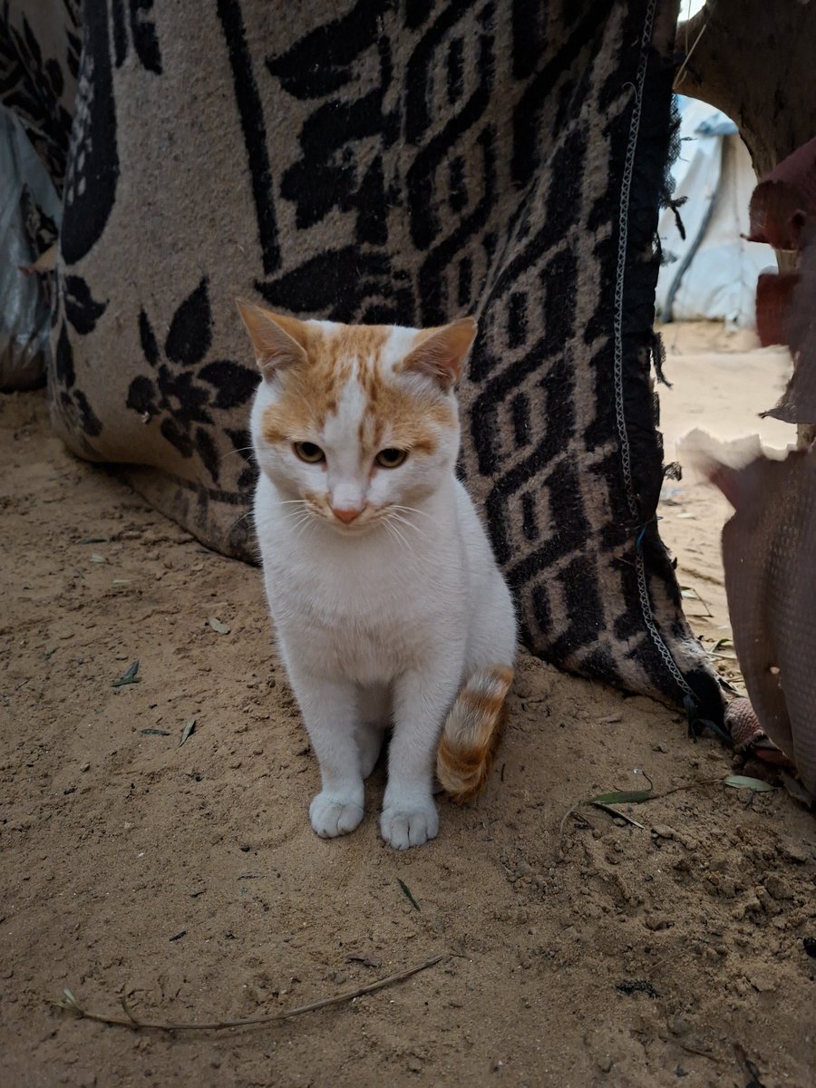 Ameen Aljbour tweet media