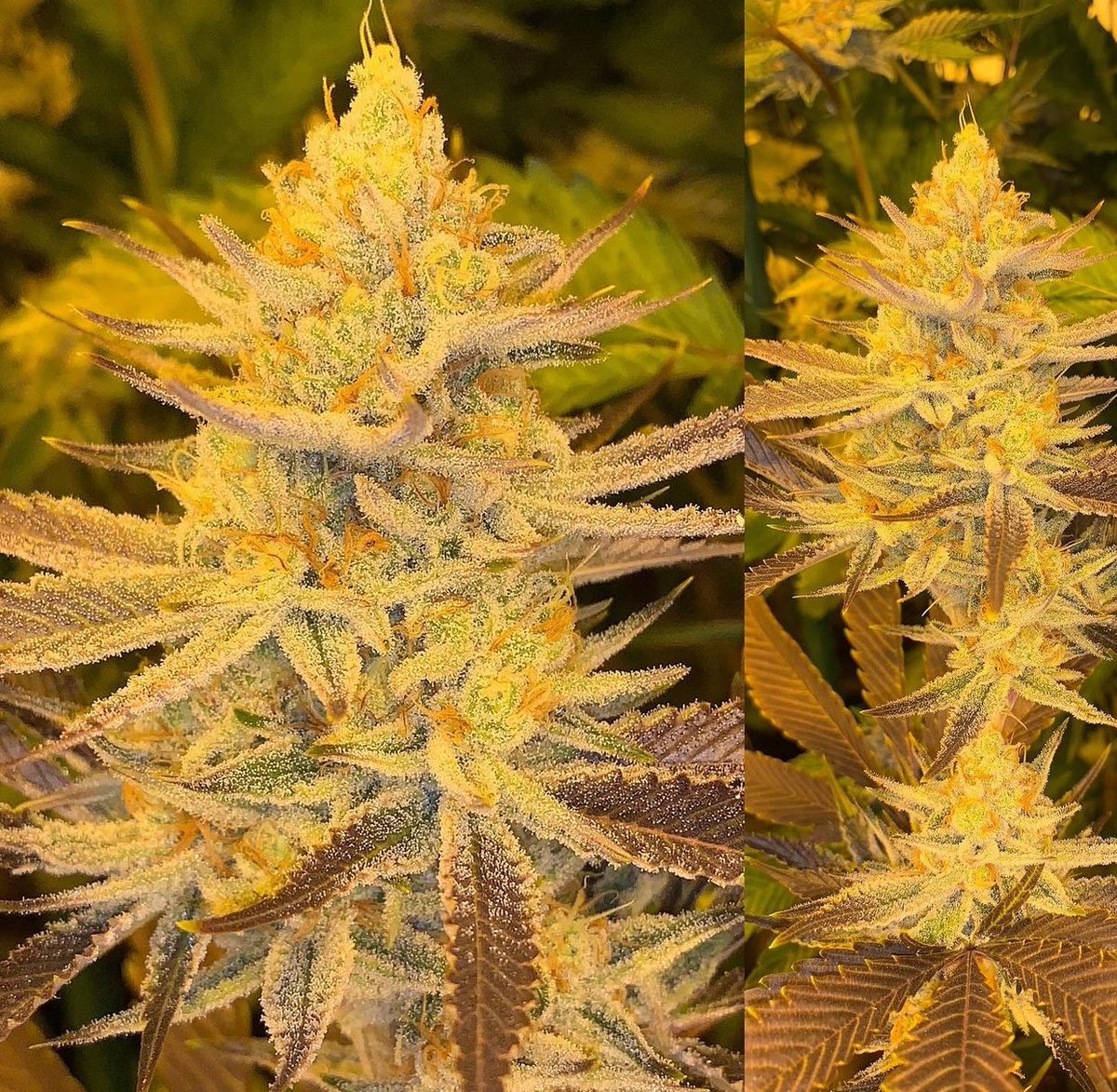 Subcool's The Dank tweet media