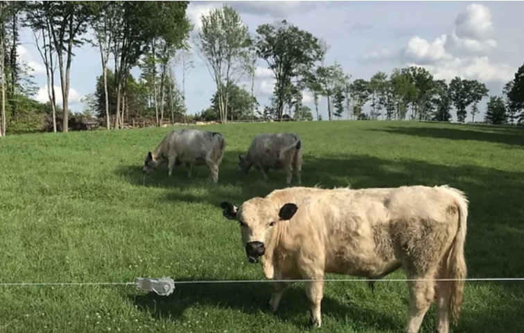 m. stanfield tweet media