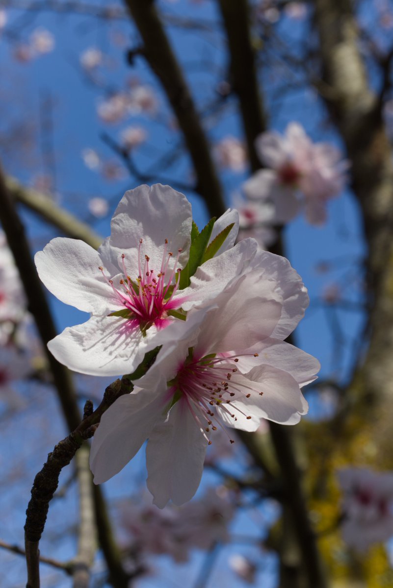 Jacques-Yves Cousteau tweet media