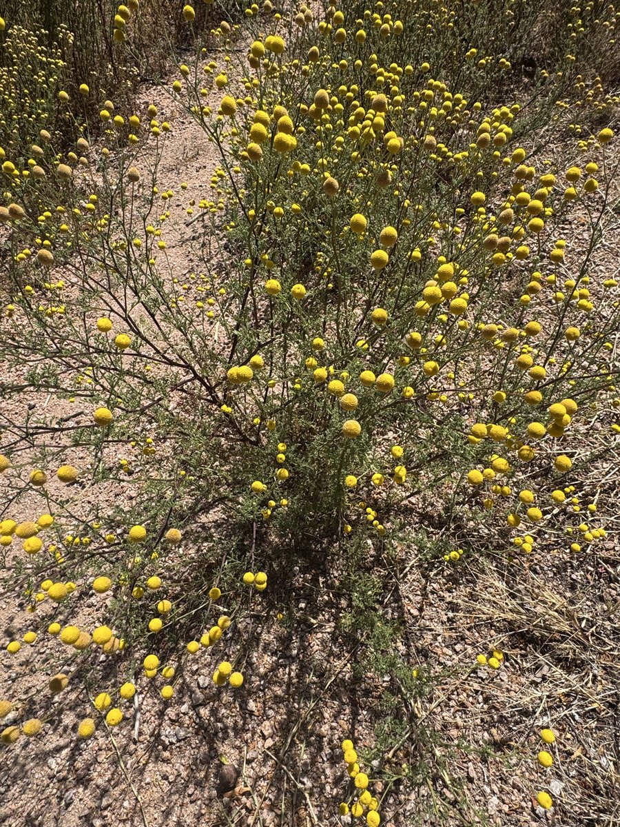 The Metaxy tweet media