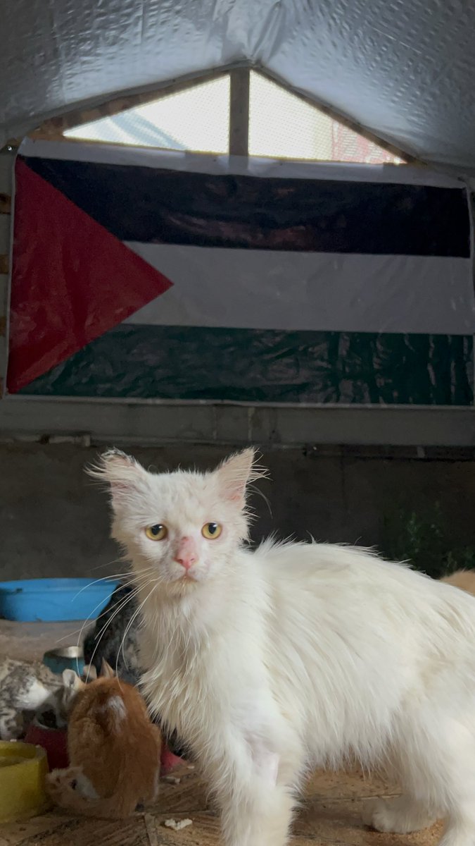 Salam animal care tweet media