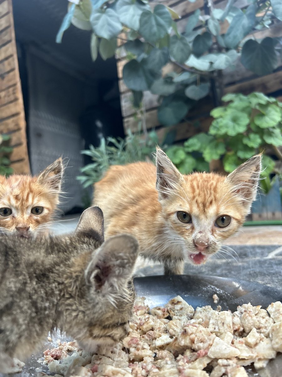 Salam animal care tweet media