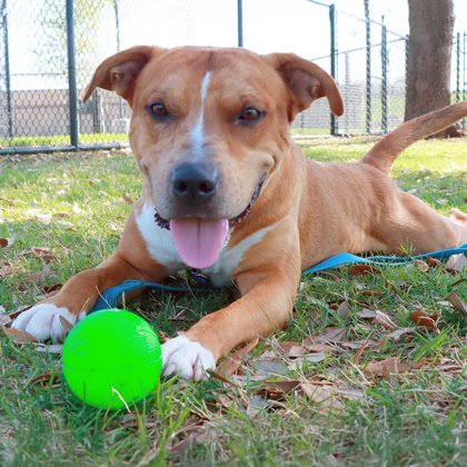 SPCA of Texas tweet media
