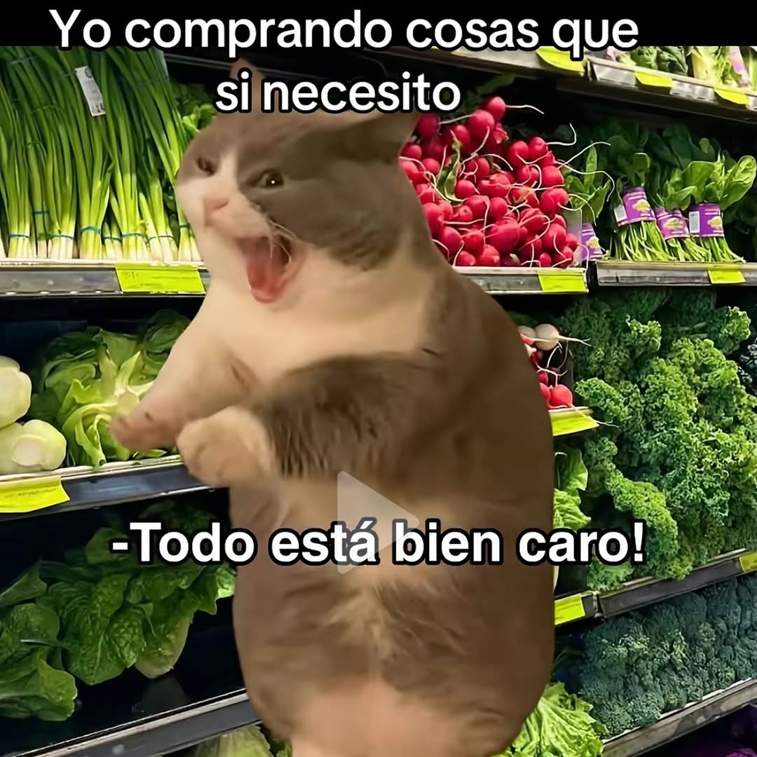 My Cats You Cats tweet media