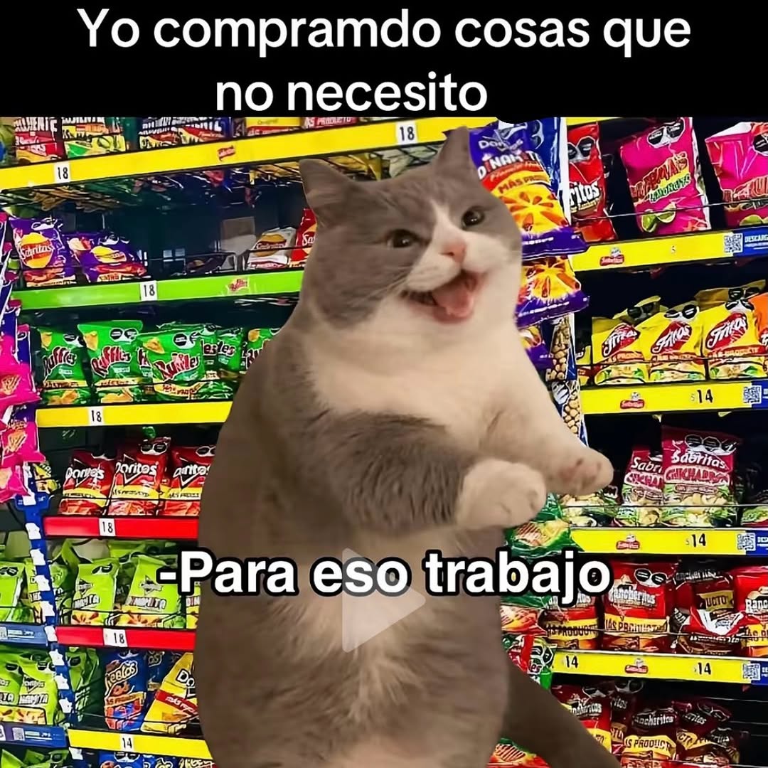 My Cats You Cats tweet media