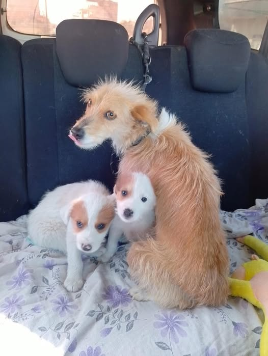 "YUVA İLANI ( ÜCRETSİZ)
05432105610
Bir araçdan anne iki yavrusunu terk edilmiş görenlerin iddası korumaya alındılar Terıer cinsi küçük ırklar ,yavrular dişi anne de kısırlaştırılıp yuvalanacak Tek olarakda sahilplenebilirsiniz Fakat terk etmeyecek yuvalar facebook.com/photo?fbid=962…