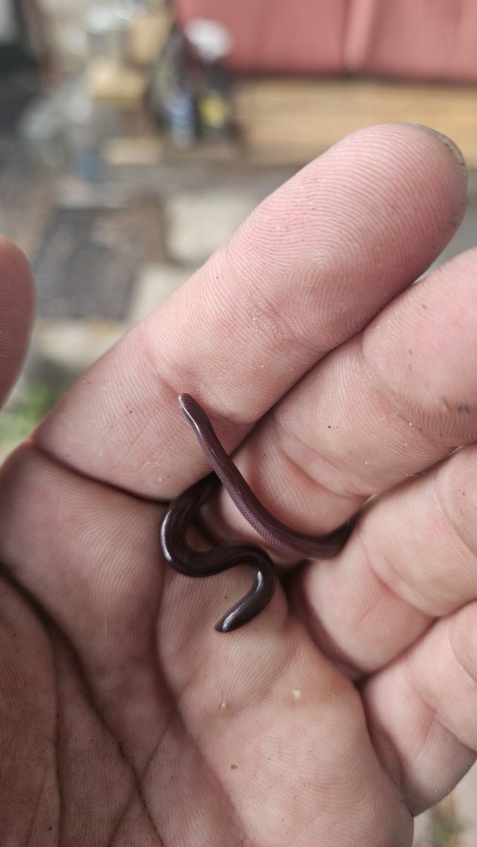 Anon-anus tweet media