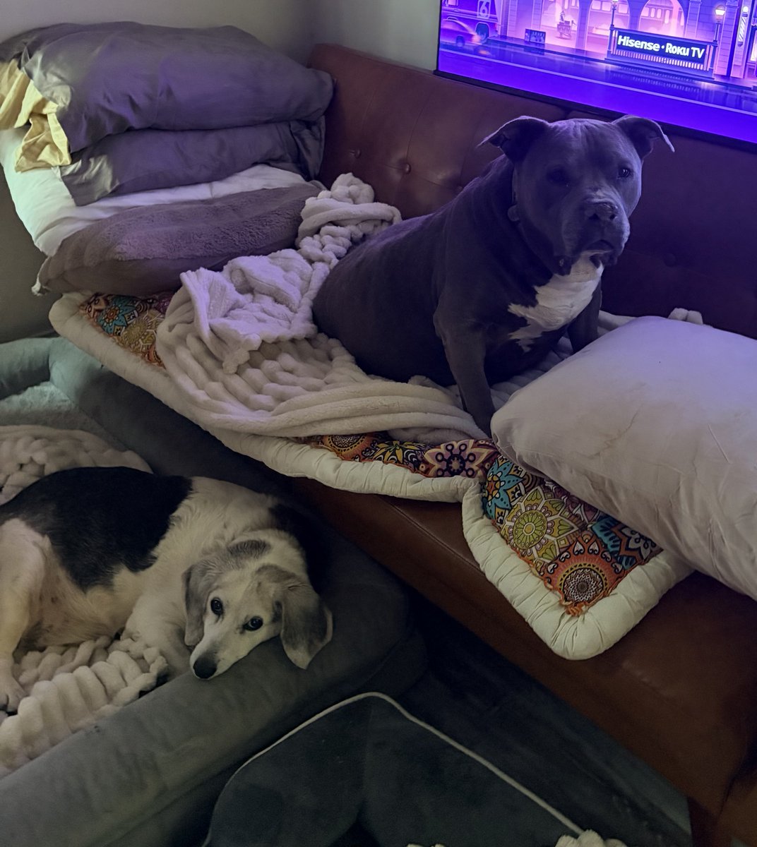 Lola Patolla tweet media