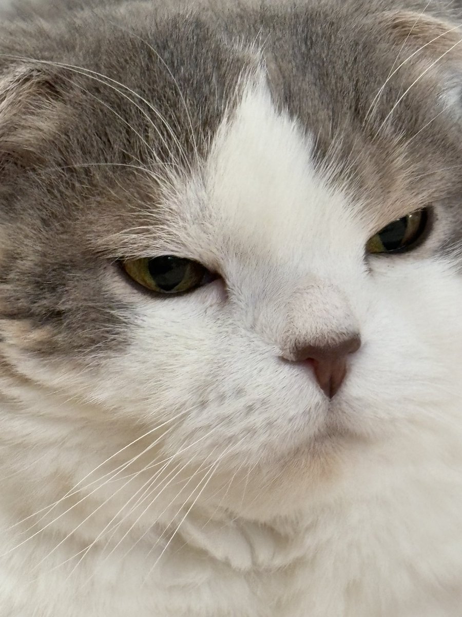 おはニャン☀️まだ眠いニャ🥱💤