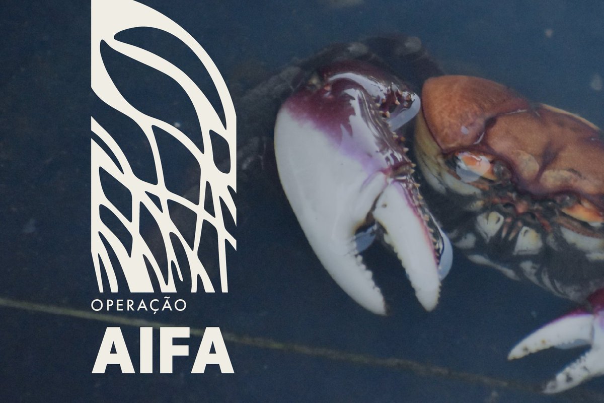 A Ação Integrada de Fiscalização Ambiental (Aifa), promovida pelo MPF e instituições parceiras com o objetivo de proteger os mangues de Paranaguá, chegou na 31ª fase. Hoje a atuação se concentrou na Vila Marinho e no Jardim Figueira. Saiba mais em bit.ly/4uzw14x.