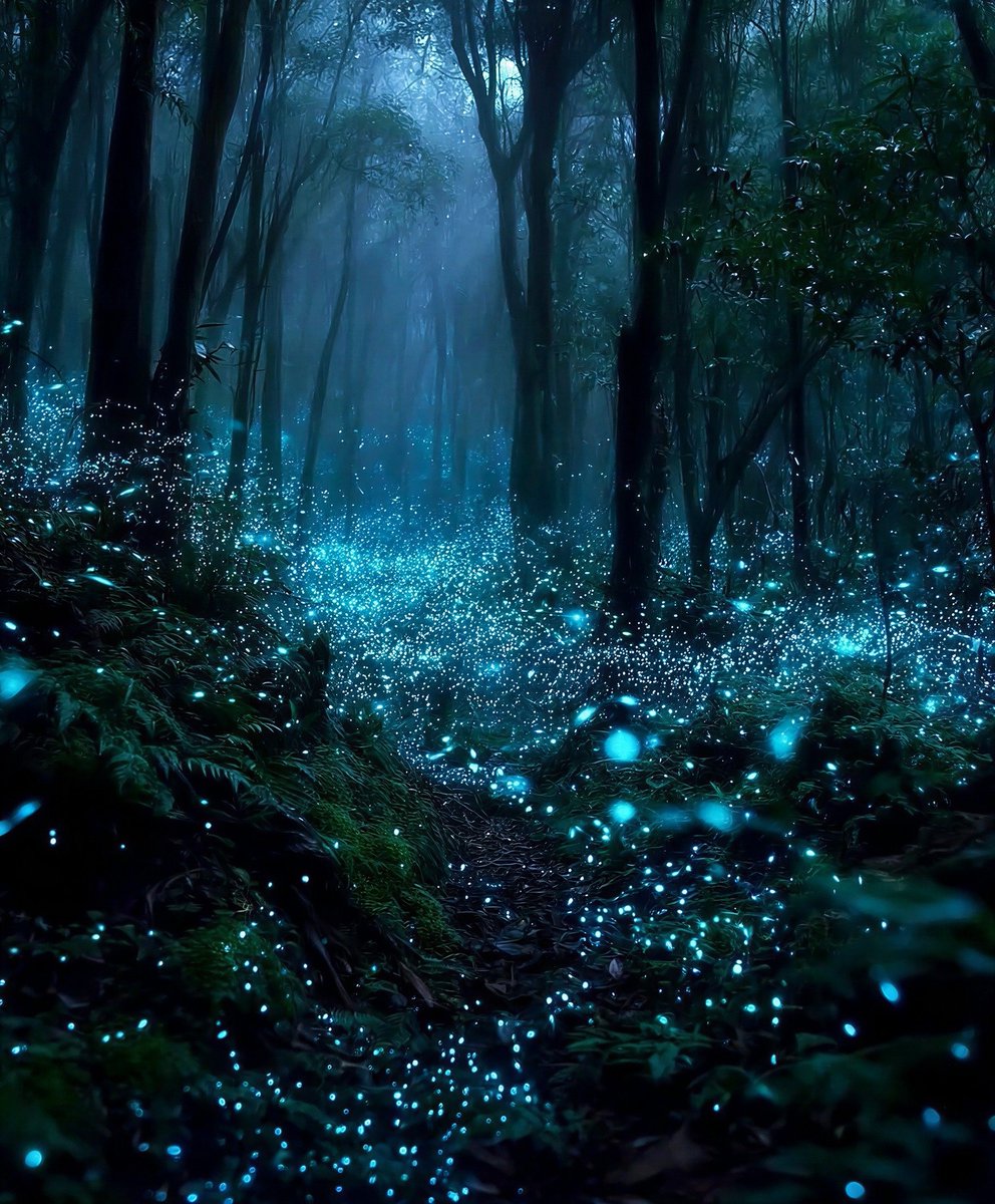 earthcurated's tweet photo. In New Zealand, there’s a forest that lights up after sunset, glowing like a galaxy in the dark. https://t.co/MC3Di0Vb5U