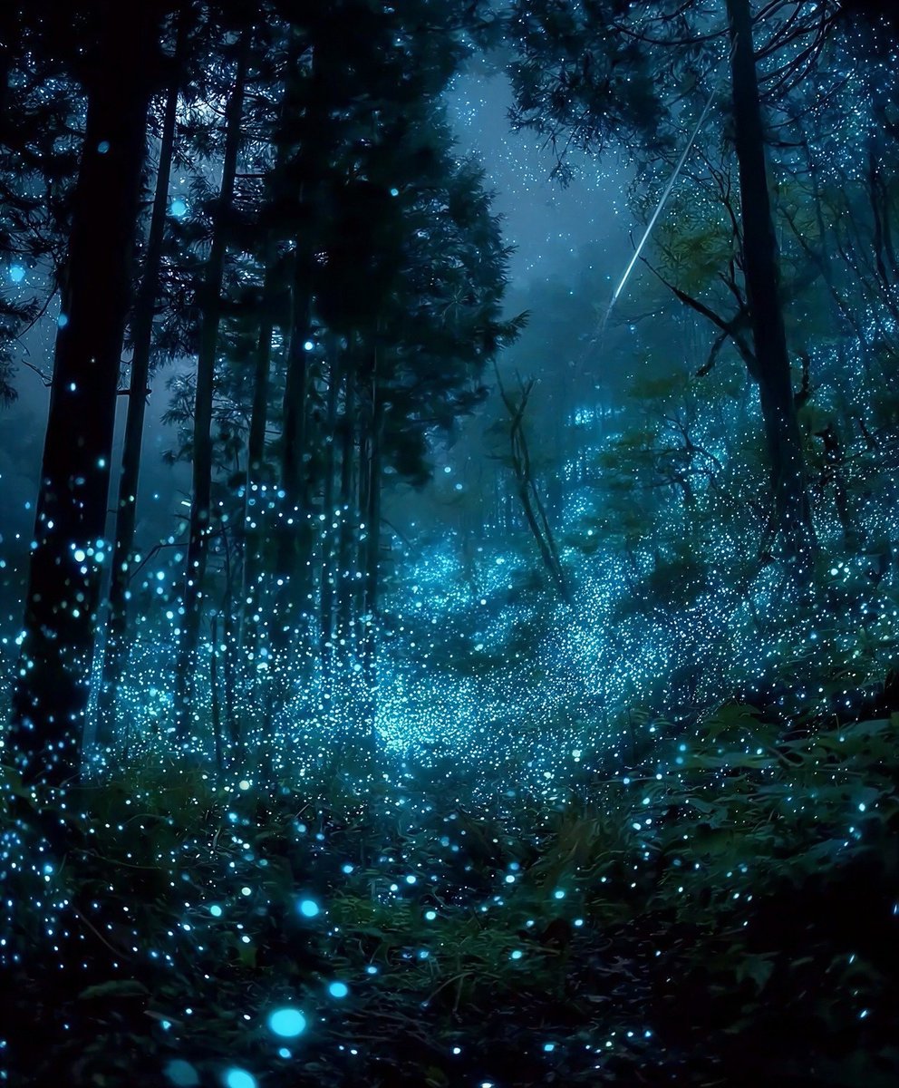 earthcurated's tweet photo. In New Zealand, there’s a forest that lights up after sunset, glowing like a galaxy in the dark. https://t.co/MC3Di0Vb5U