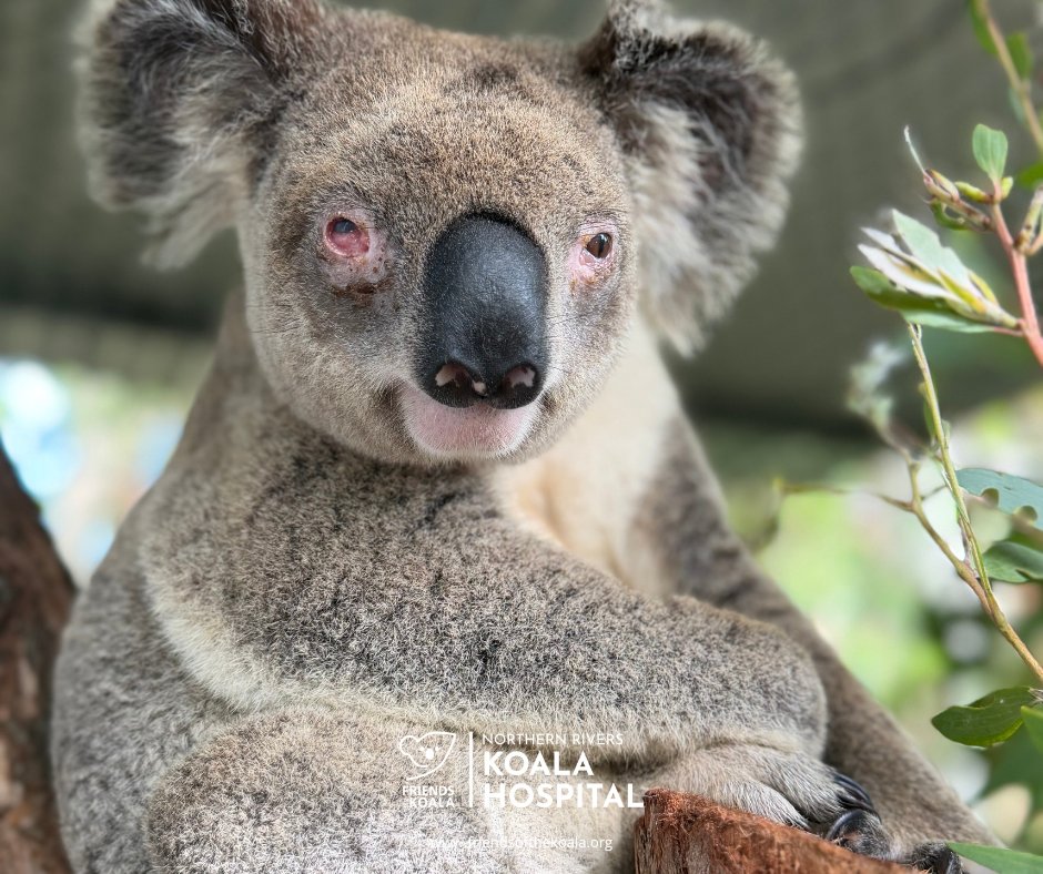 Friendsofthekoala tweet media