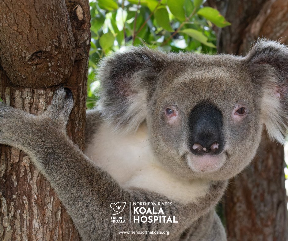 Friendsofthekoala tweet media